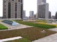 green roof