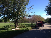 tree services & tree removal company
